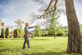 Trusted Greenville, MS Tree Care Experts