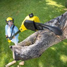 How Our Tree Care Process Works  in  Greenville, MS