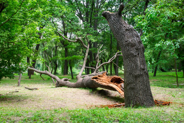 Tree and Shrub Care in Greenville, MS