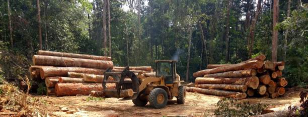 Leaf Removal in Greenville, MS